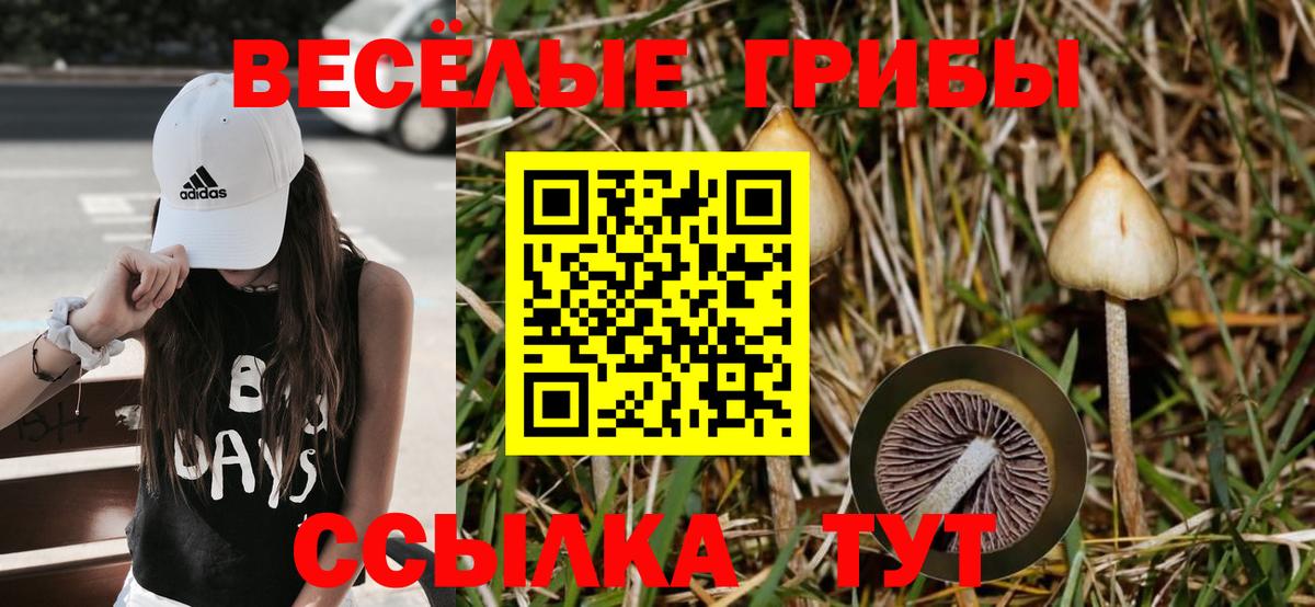 Шебекино  Псилоцибиновые грибы Psilocybine cubensis  Псилоцибиновые грибы прущие грибы  Вход с VPN 